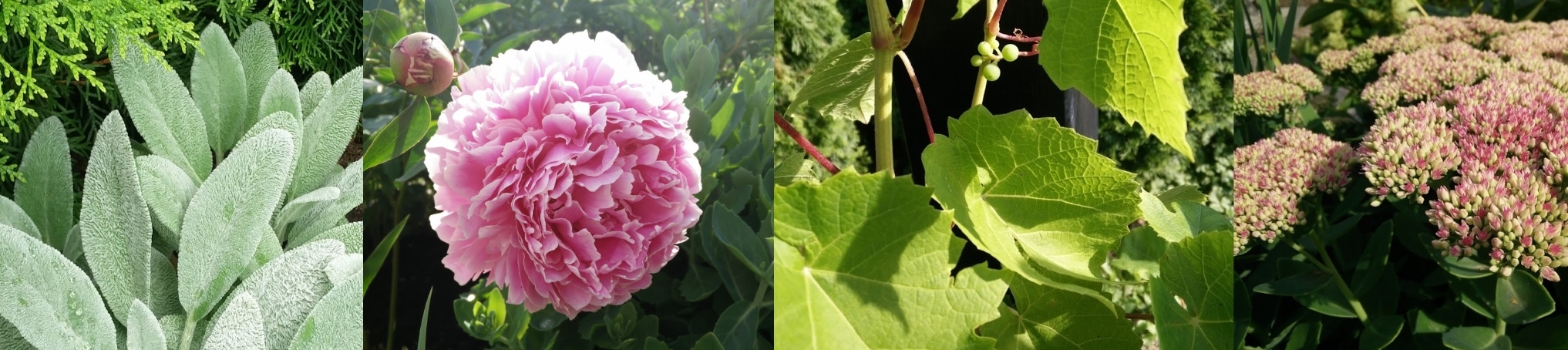 ETS Gardens pihasuunnittelu