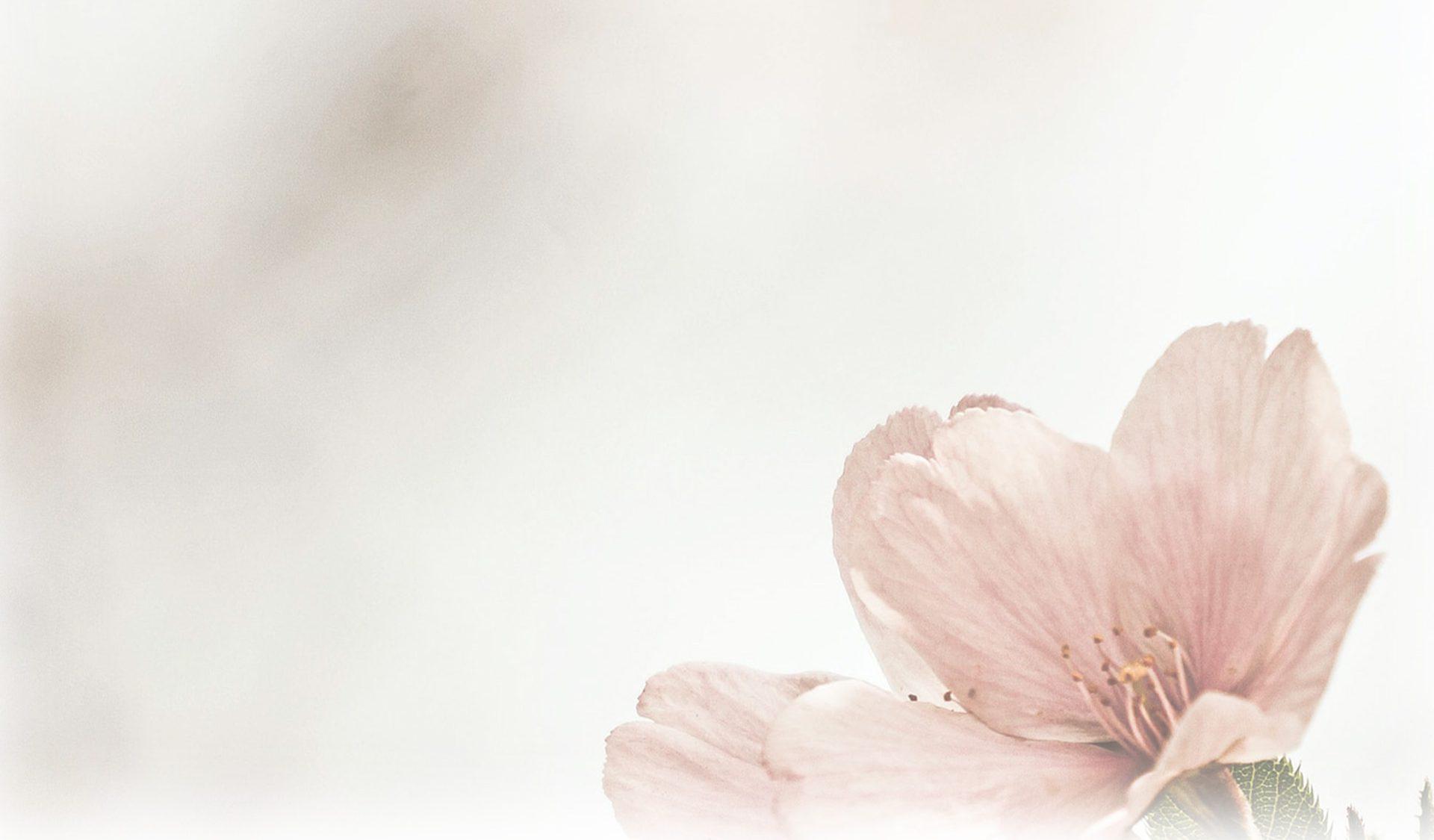 Moision Hautaustoimisto