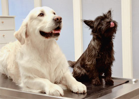 Satakunnan Eläinlääkäriasema